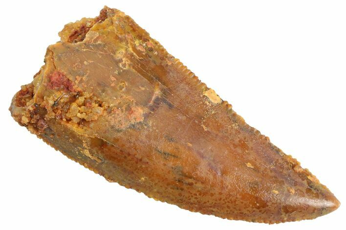 Serrated Raptor Tooth - Real Dinosaur Tooth #347068